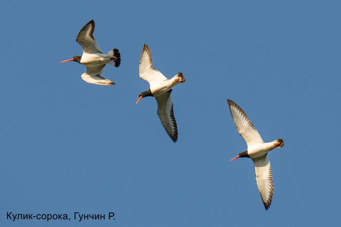Кулик-сорока, Гунчин Р.