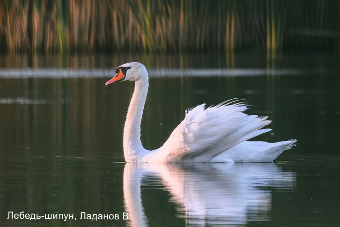 Лебедь-шипун, Ладанов В.