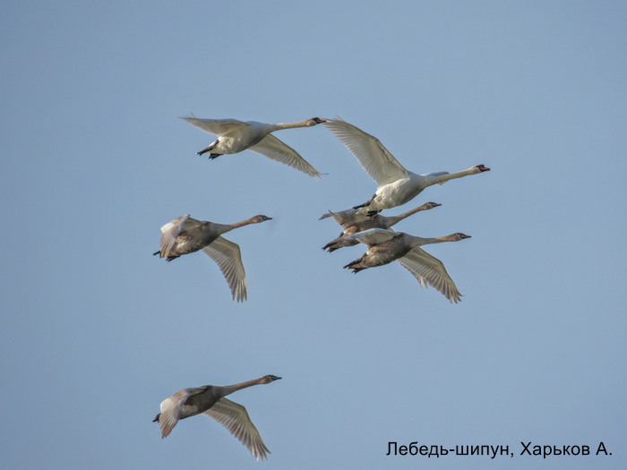 Лебедь-шипун, Харьков А.