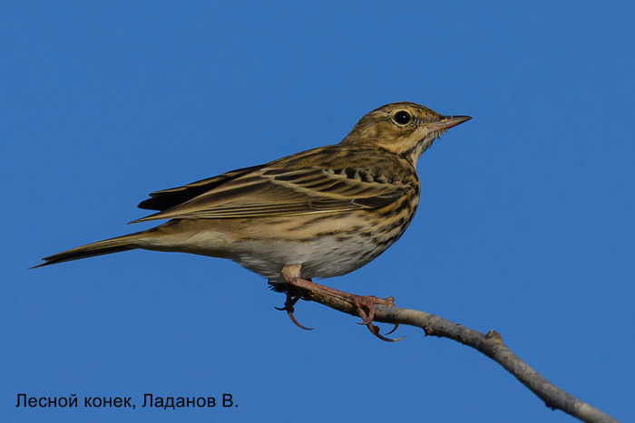 Лесной конек, Ладанов В.