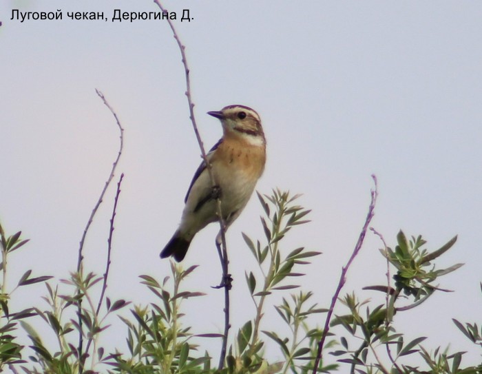 Луговой чекан, Дерюгина Д.