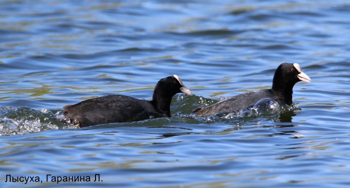 Лысуха, Гаранина Л.