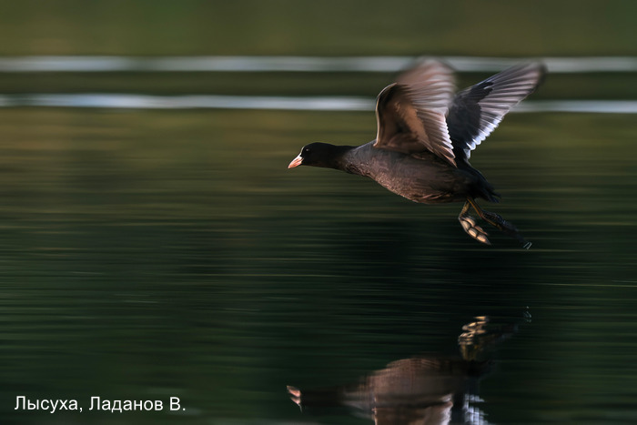 Лысуха, Ладанов В.