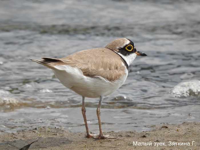 Малый зуек, Зяткина Г,