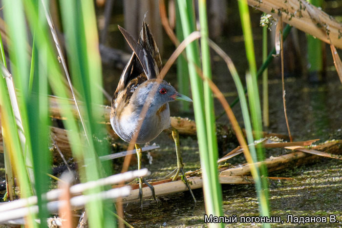 Малый погоныш, Ладанов В.