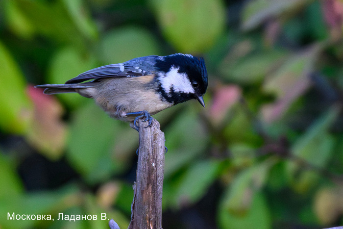 Московка, Ладанов В.