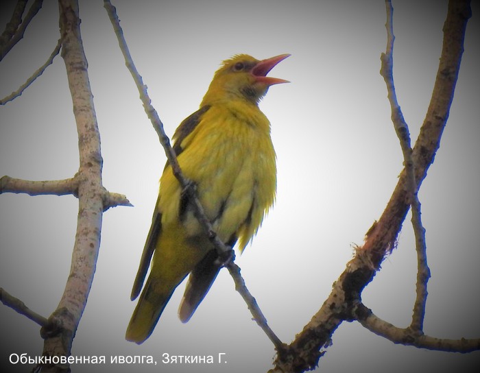 Обыкновенная иволга, Зяткина Г.