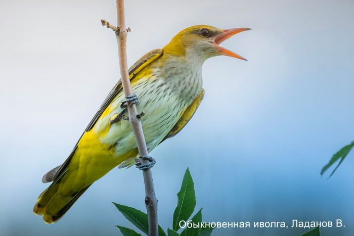 Обыкновенная иволга, Ладанов В.