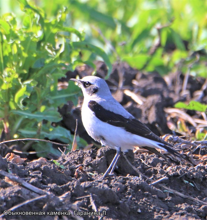 Обыкновенная каменгка, Гаранина Л (1)