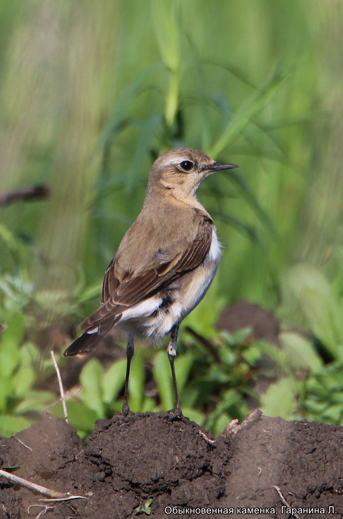 Обыкновенная каменгка, Гаранина Л (2)