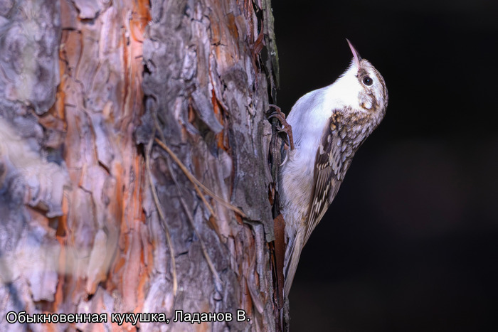 Обыкновенная кукушка, Ладанов В.