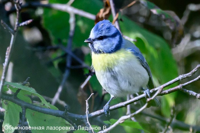 Обыкновенная лазоревка, Ладанов В.