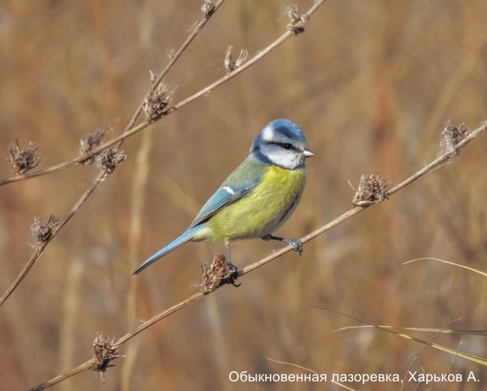 Обыкновенная лазоревка, Харьков А.
