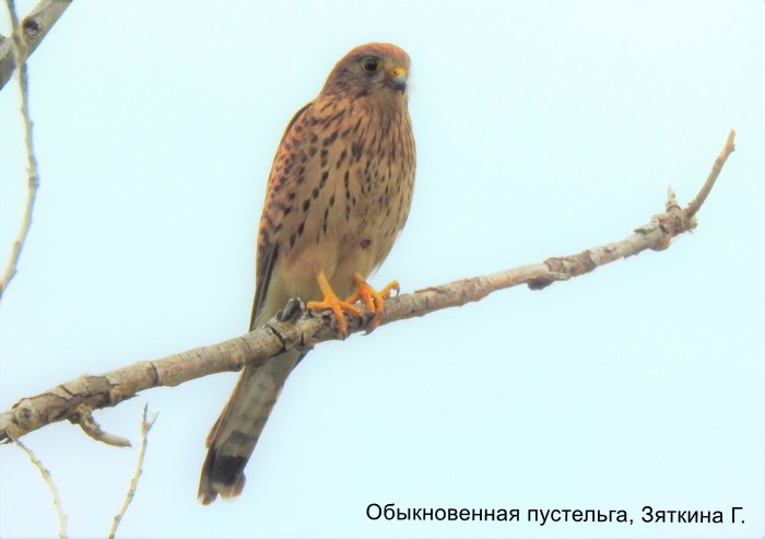 Обыкновенная пустельга, Зяткина Г.