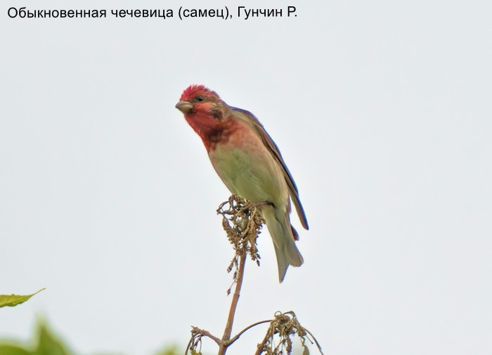 Обыкновенная чечевица (самец), Гунчин Р.