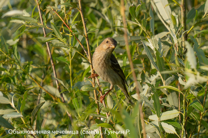 Обыкновенная чечевица (самка), Гунчин Р.