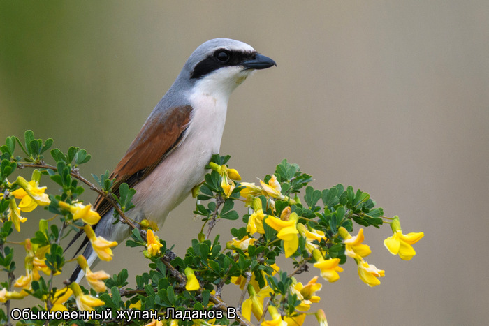Обыкновенный жулан, Ладанов В.