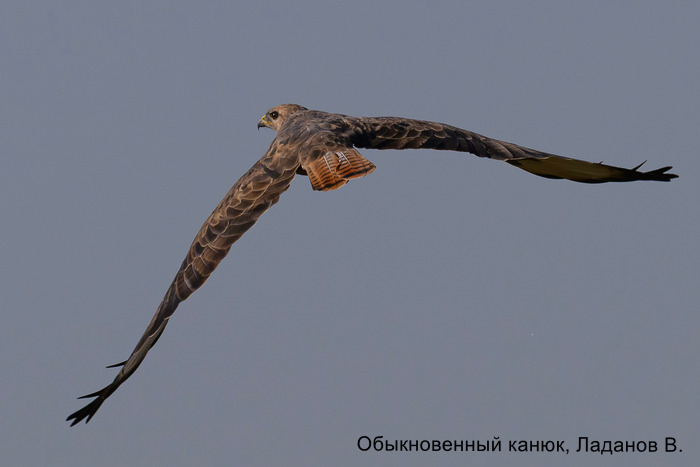 Обыкновенный канюк, Ладанов В.