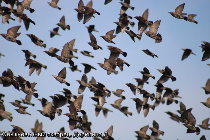 Обыкновенный скворец, Дерюгина Д.