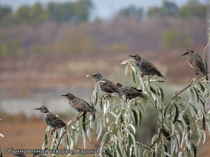 Обыкновенный скворец, Харьков А.