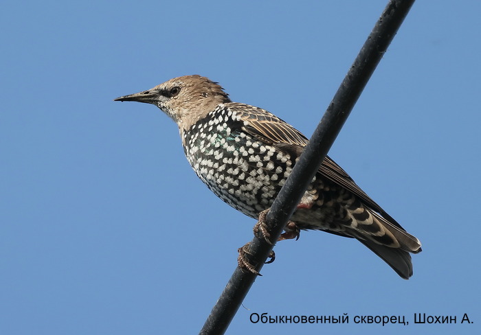 Обыкновенный скворец, Шохин А.