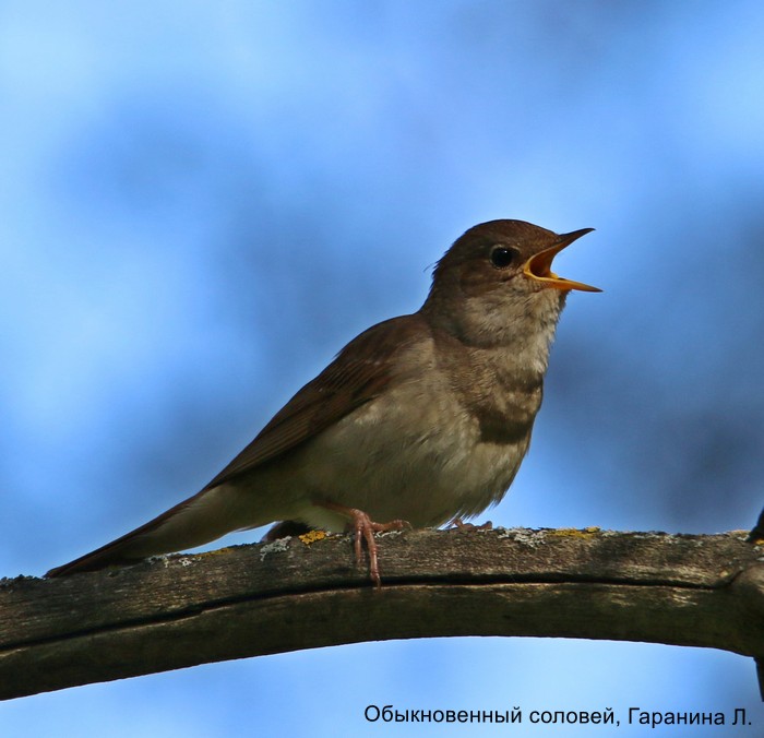 Обыкновенный соловей, Гаранина Л.