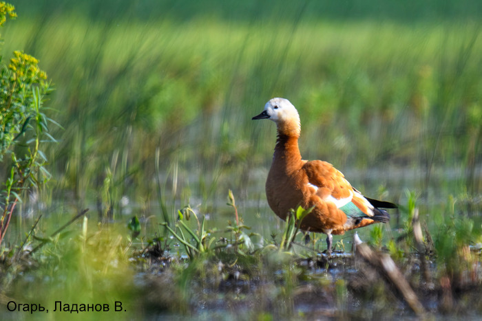 Огарь, Ладанов В.
