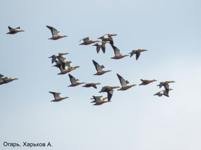 Огарь, Харьков А.