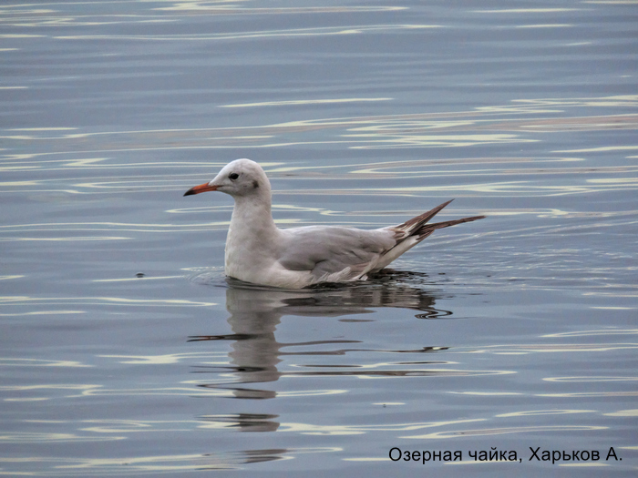 Озерная чайка, Харьков А.