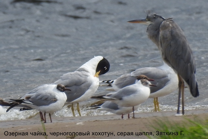 Озерная чайка, черноголовый хохотун, серая цапля, Зяткина Г.