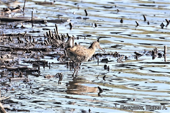 Пастушок, Шохин А.