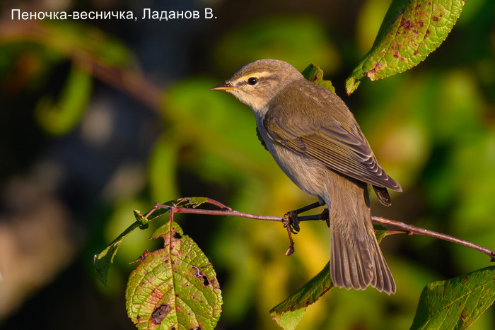 Пеночка-весничка, Ладанов В.