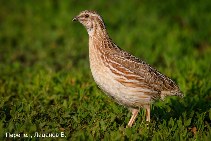 Перепел, Ладанов В. (1)