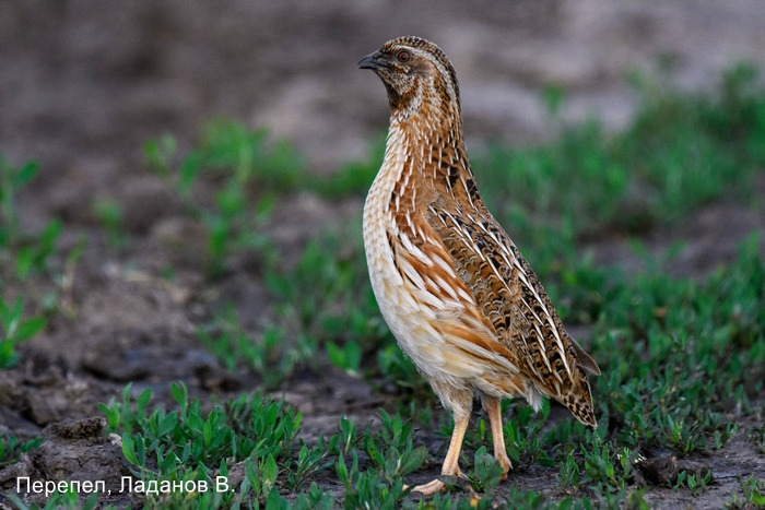 Перепел, Ладанов В.
