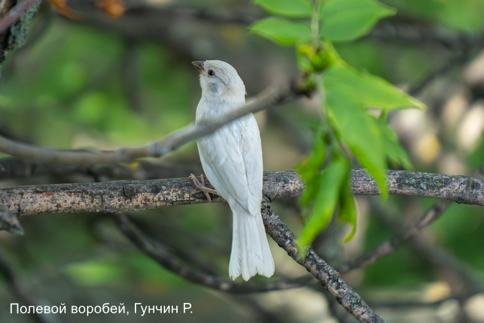 Полевой воробей, Гунчин Р (2)