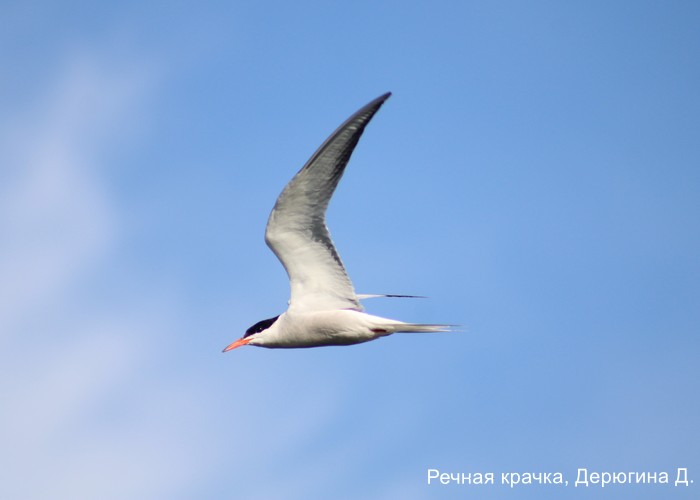 Речная крачка, Дерюгина Д.