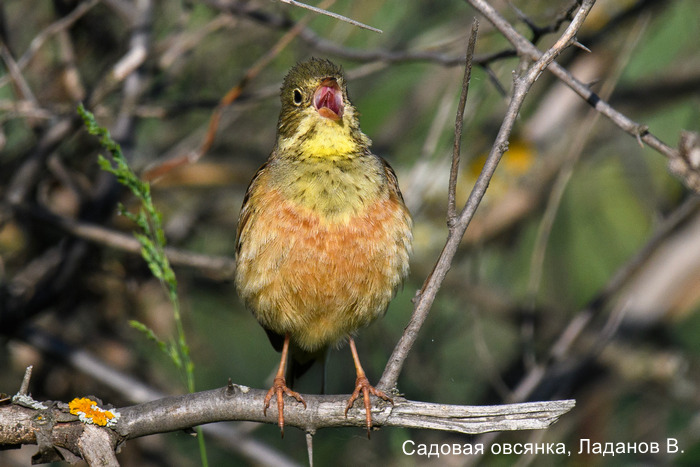 Садовая овсянка, Ладанов В.