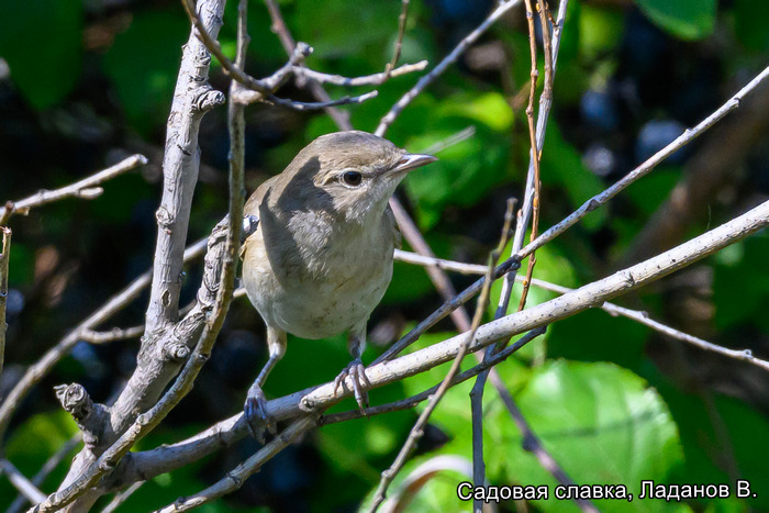 Садовая славка, Ладанов В.
