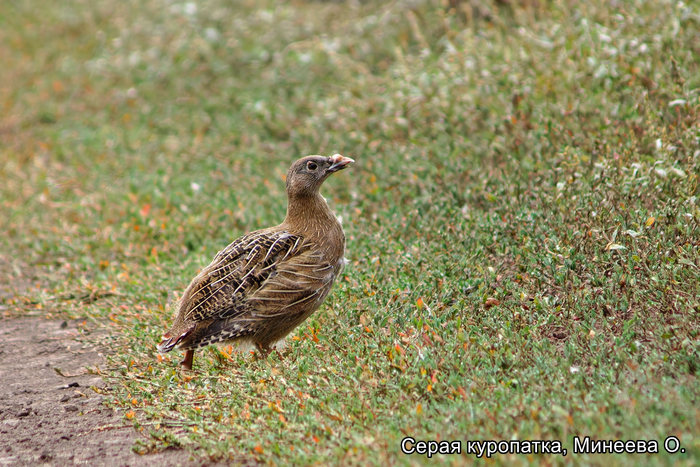 Серая Куропатка, Минеева О.