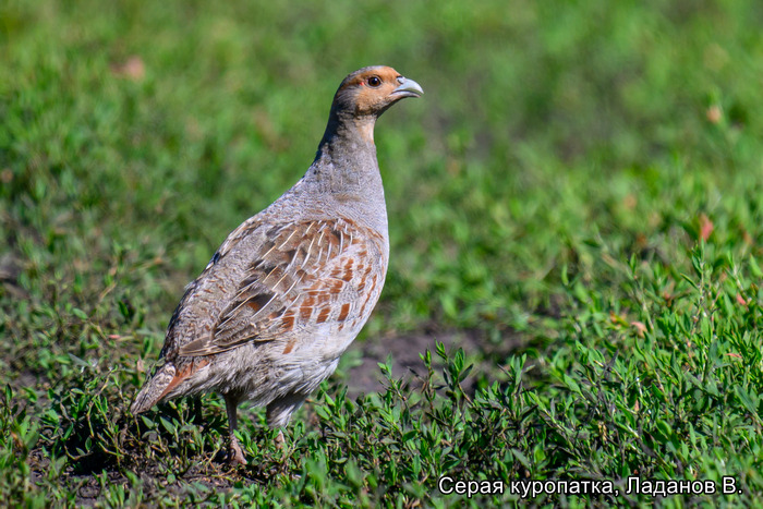 Серая куропатка, Ладанов В.