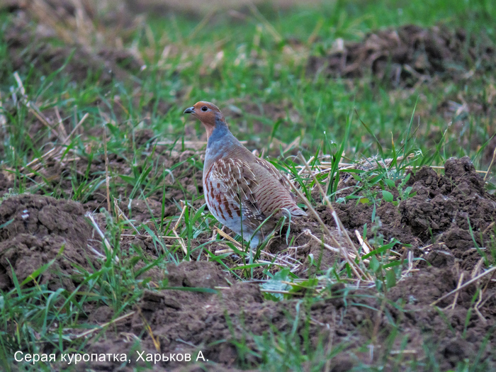 Серая куропатка, Харьков А.