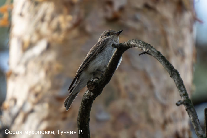 Серая мухоловка, Гунчин Р.