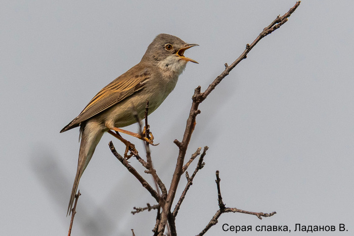 Серая славка, Ладанов В.