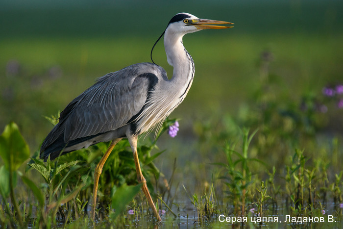 Серая цапля, Ладанов В.