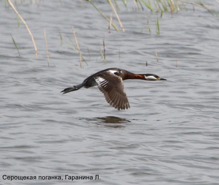 Серощекая поганка, Гаранина Л.