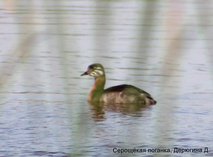 Серощёкая поганка, Дерюгина Д.