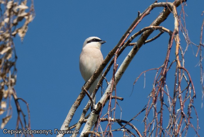 Серый сорокопут, Гунчин Р.