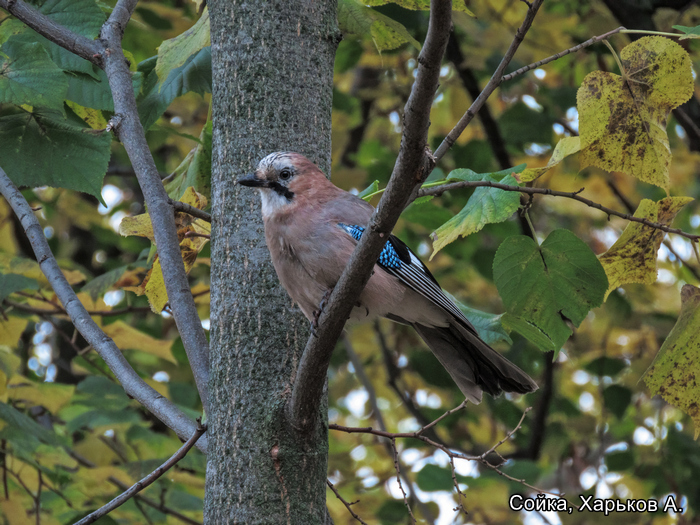 Сойка, Харьков А.