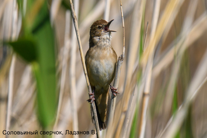 Соловьиный сверчок, Ладанов В.