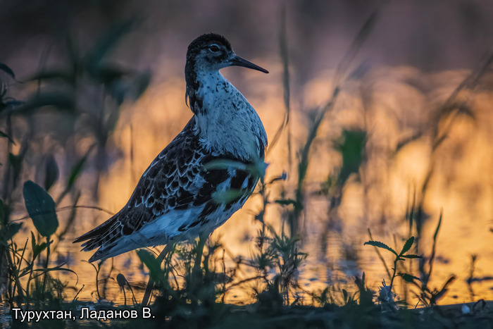 Турухтан, Ладанов В.